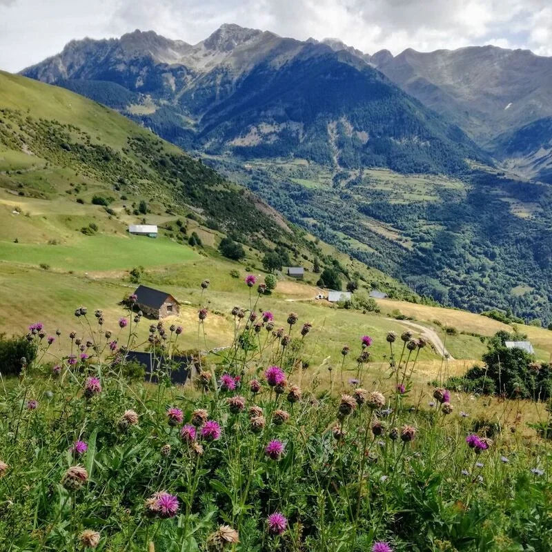 Producteur de miel en Ariège | Pierre W. Aoun, apiculteur